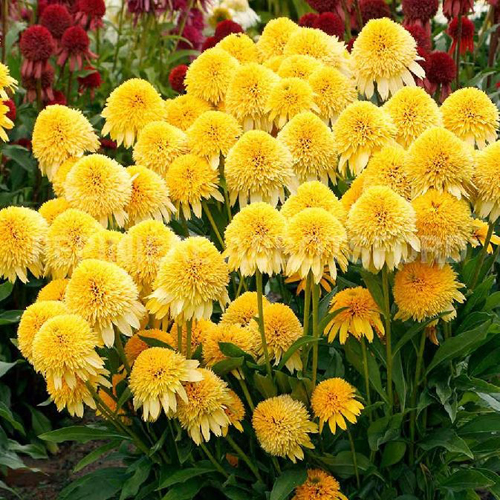 echinacea-cara-mia-yellow