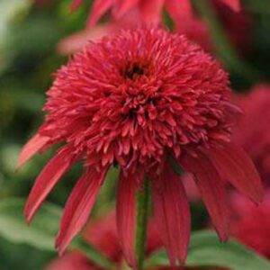 echinacea-cranberry-double-scoop