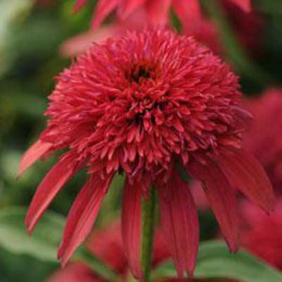 echinacea-cranberry-double-scoop