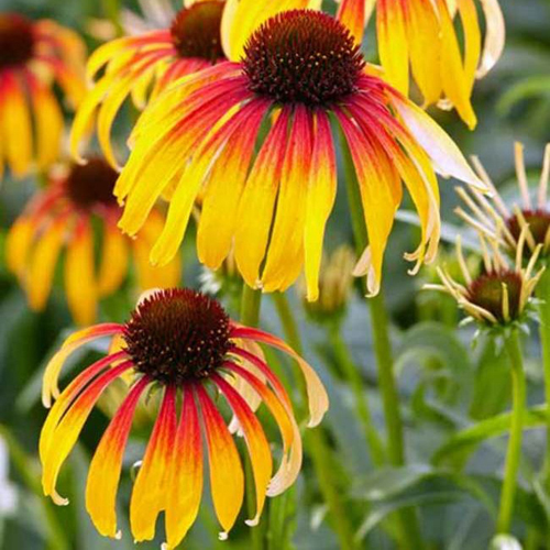 echinacea-fiery-meadow-mama