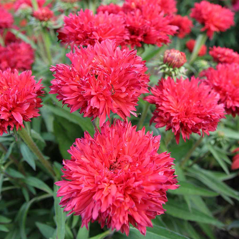 echinacea-fringe-festival