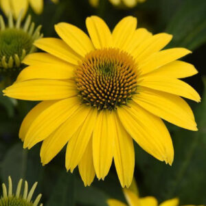 echinacea-granada-gold-sombrero