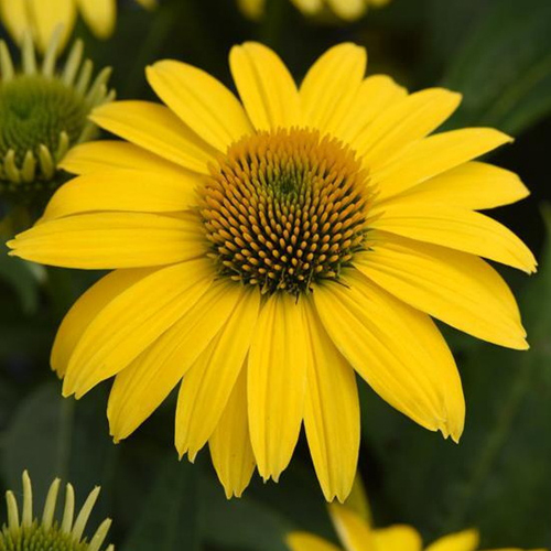 echinacea-granada-gold-sombrero