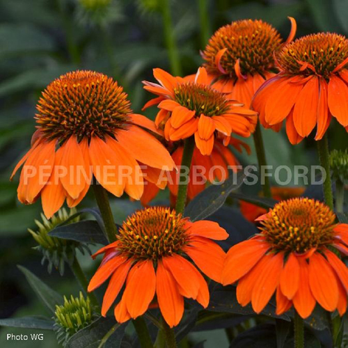 echinacea-sombrero-adobe-orange