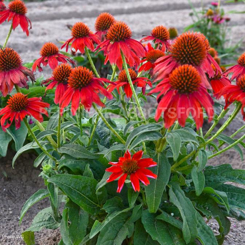echinacea-sombrero-salsa-red