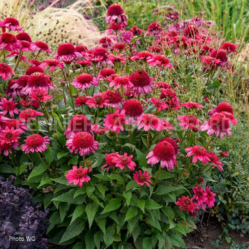 echinacea-watermelon-sugar