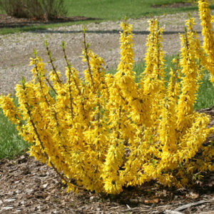 forsythia-show-off-sugar-baby