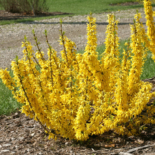 forsythia-show-off-sugar-baby