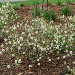 fothergilla-intermedia-legend-of-the-small