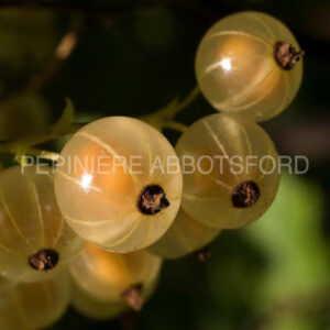 gadelier-white-pearl