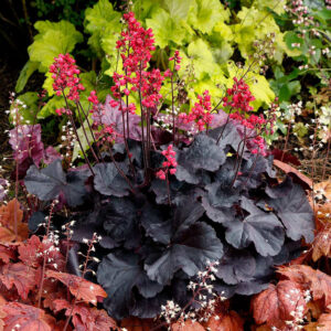 heuchera-black-forest-cake