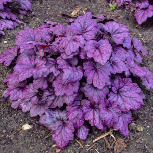 heuchera-electric-plum