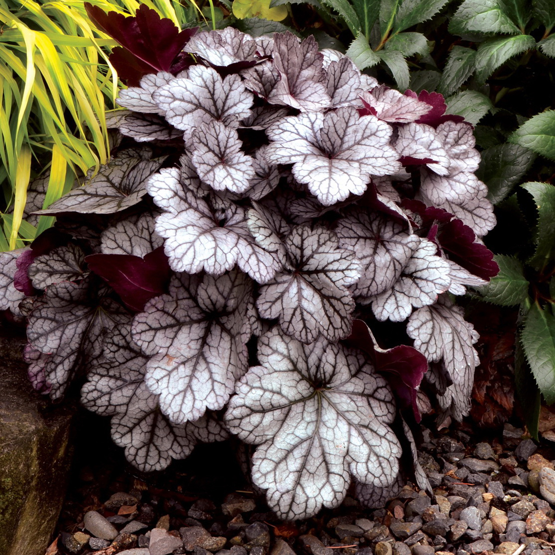 heuchera-glitter