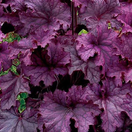 heuchera-grande-amethyst