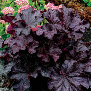 heuchera-grande-black