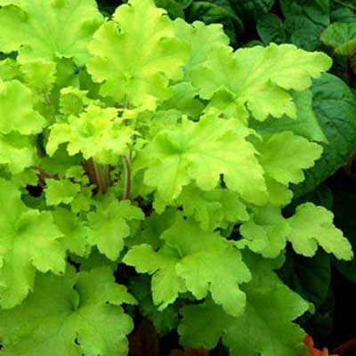 heuchera-lime-marmalade