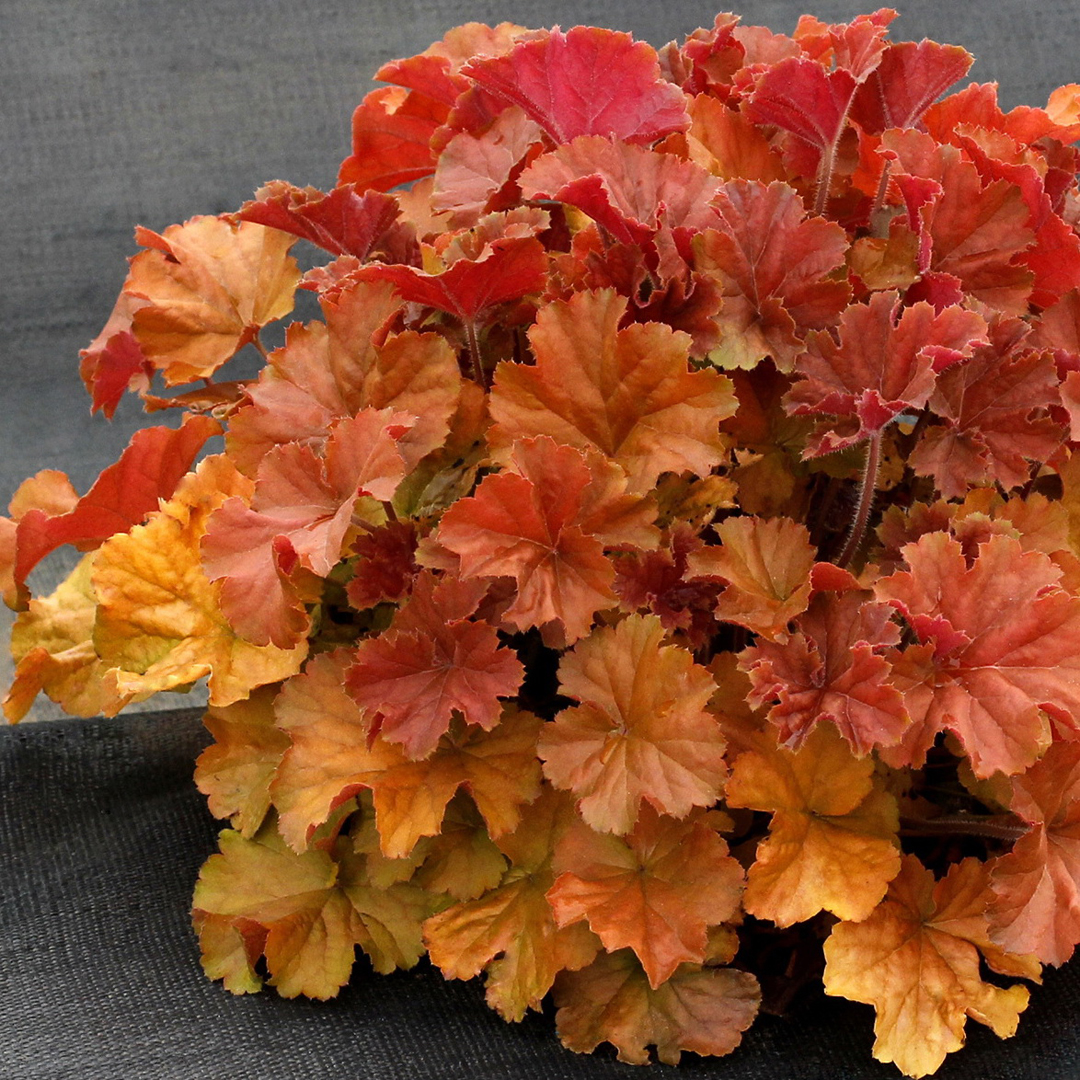 heuchera-northern-exposure-amber