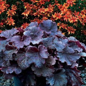 heuchera-northern-exposure-black