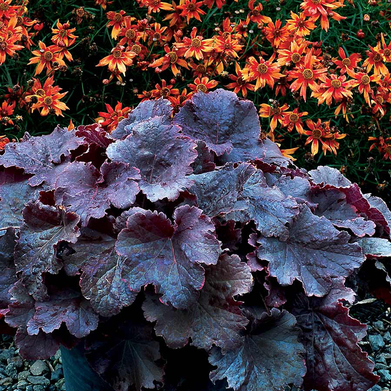 heuchera-northern-exposure-black