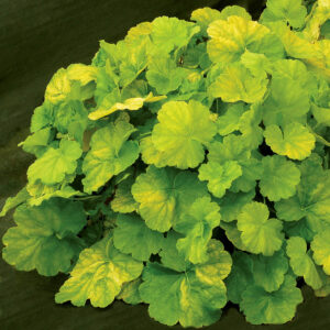 heuchera-northern-exposure-lime