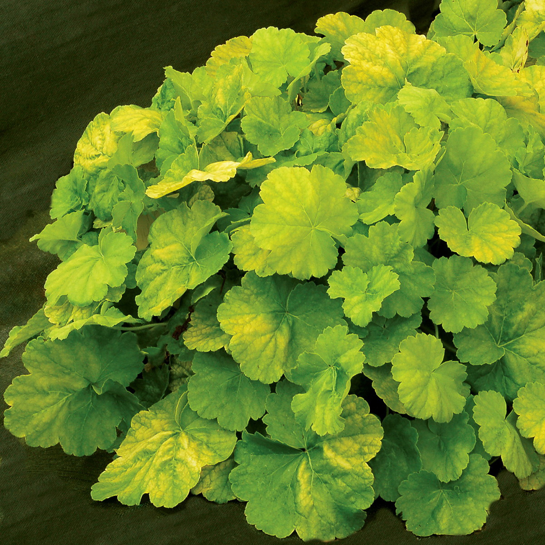 heuchera-northern-exposure-lime