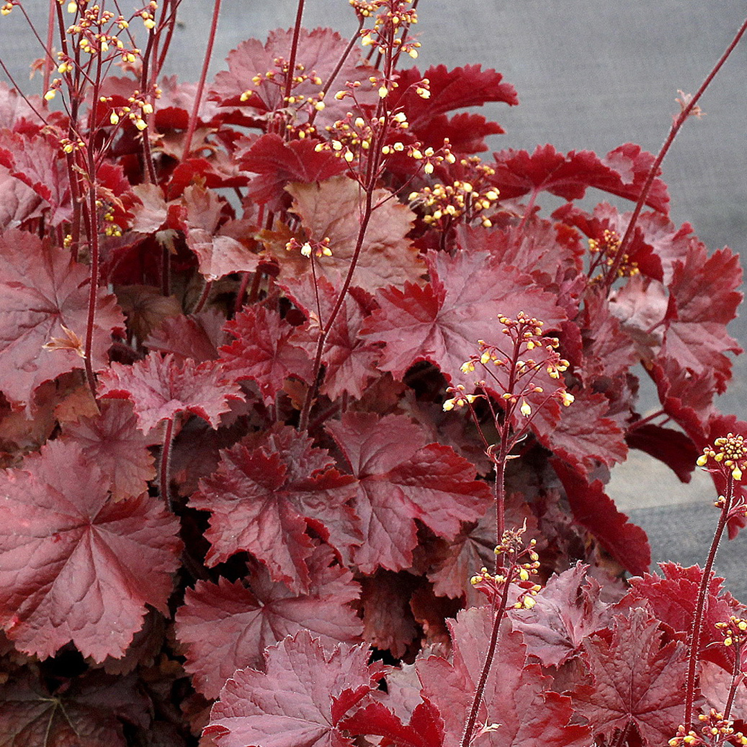 heuchera-northern-exposure-red