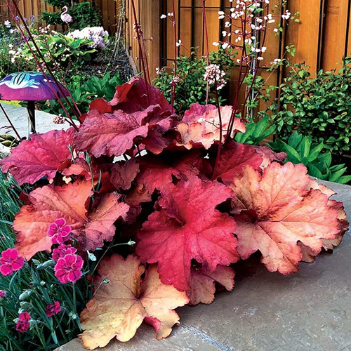 heuchera-rio