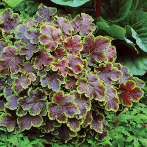 heucherella-solar-eclipse