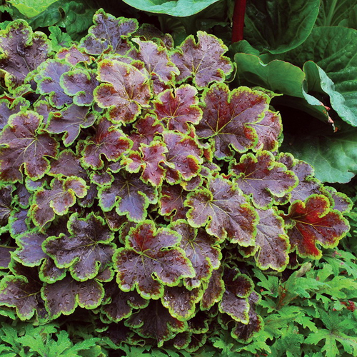 heucherella-solar-eclipse