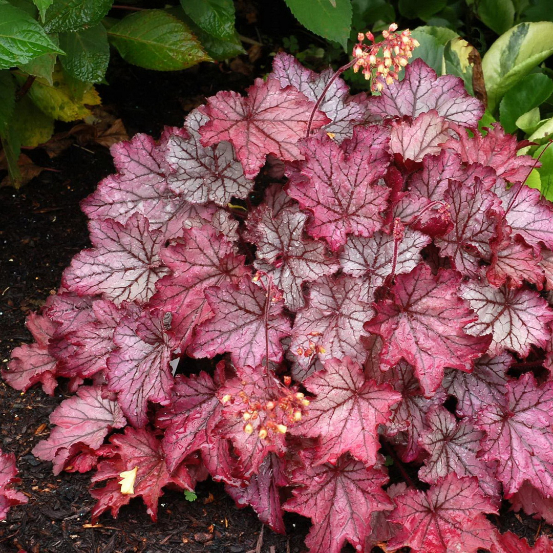 heucherella-spellbound