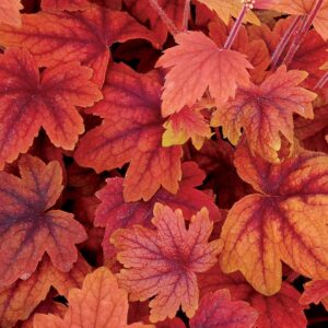 heucherella-sweet-tea