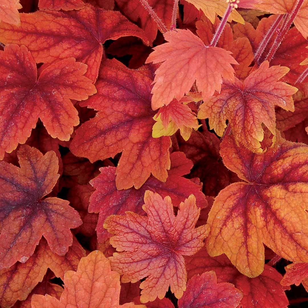 heucherella-sweet-tea