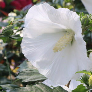 hibiscus-syriacus-purple-pillar-white