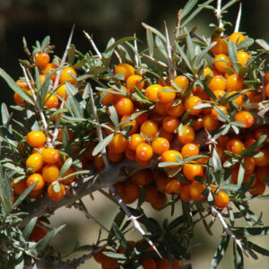 hippophae-rhamnoides-chyjska-f