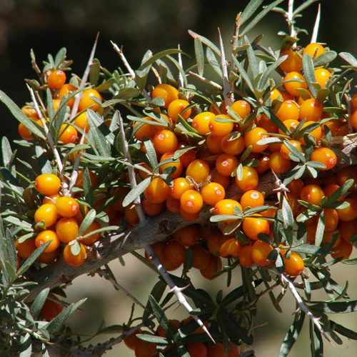 hippophae-rhamnoides-chyjska-f