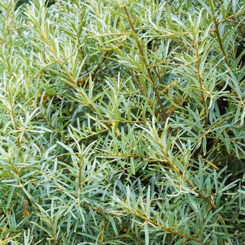 CREATOR: gd-jpeg v1.0 (using IJG JPEG v62), quality = 80