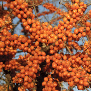 hippophae-rhamnoides-orange-energy-f