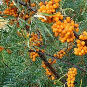 hippophae-rhamnoides-orange-russian-f