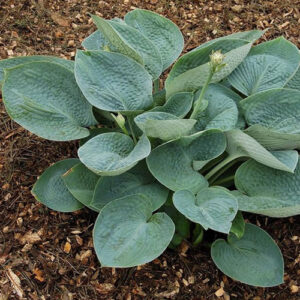 hosta-big-daddy