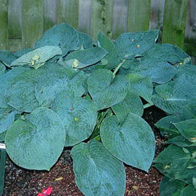 hosta-big-mama