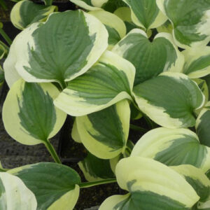 hosta-christmas-pageant