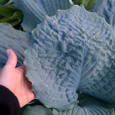 hosta-diamond-lake