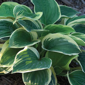 hosta-diana-remembered