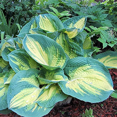 hosta-dream-weaver