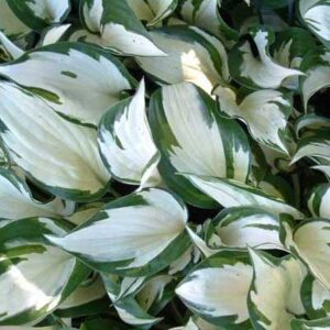 hosta-fire-and-ice