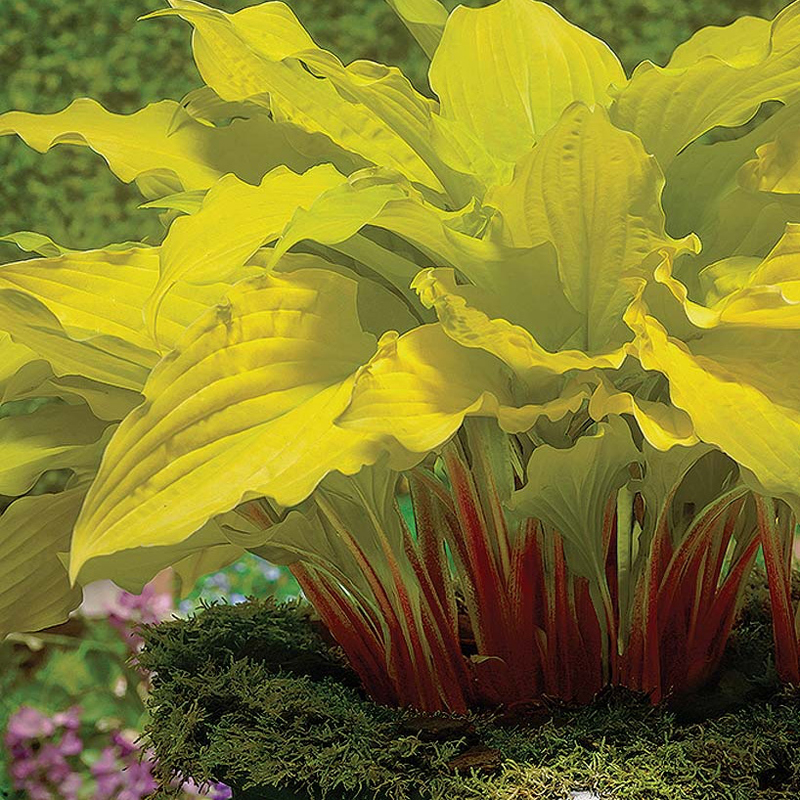 hosta-lipstick-blonde
