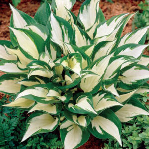 hosta-loyalist-fire-and-sea