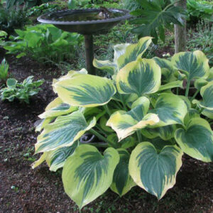 hosta-majesty