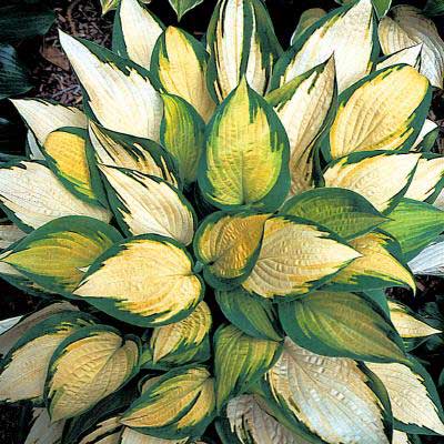hosta-orange-marmalade