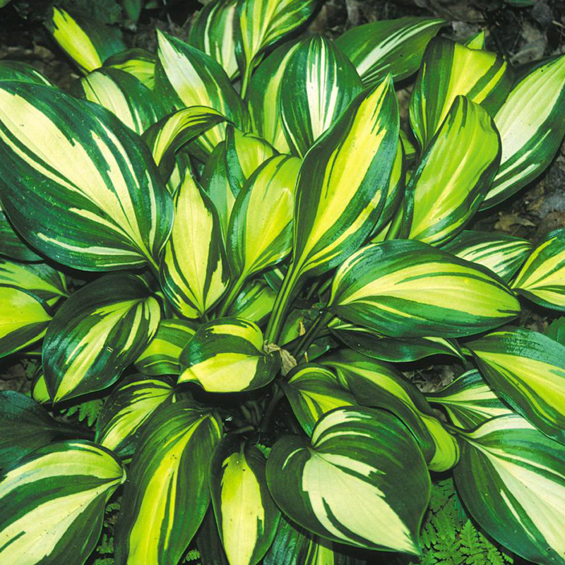hosta-rainbows-end